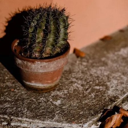 מלון Panoramic Garassino - Country And Fine Restaurant טרייזו