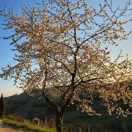 Panoramic Garassino - Country And Fine Restaurant Treiso